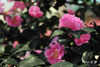 DSC_5735.jpg
