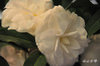 DSC_5786.jpg