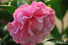 DSC_5673.jpg