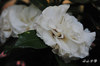 DSC_5748.jpg