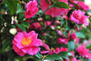 DSC_5792.jpg