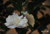 DSC_5802.jpg