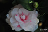 DSC_5728.jpg