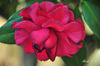 DSC_5731.jpg