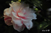 DSC_5724.jpg