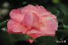 DSC_5766.jpg