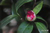 DSC_5811.jpg
