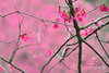 DSC_8114.jpg