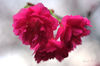 DSC_8161.jpg