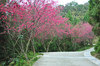 DSC_8185.jpg