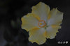DSC_8206.jpg