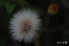 DSC_8197.jpg