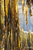 DSC_3598.jpg