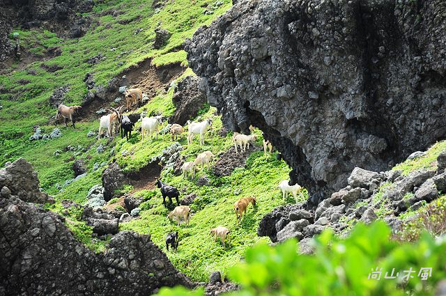 島遊蘭嶼（7）山羊國度