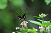 DSC_5247.jpg