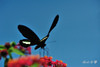 DSC_5390.jpg