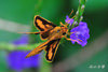 DSC_5049.jpg