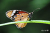 DSC_5077.jpg