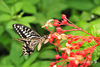 DSC_5294.jpg