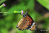 DSC_5149.jpg