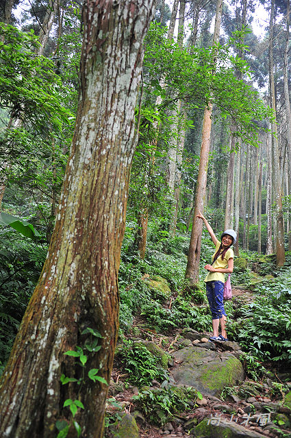 五指山橫向步道（一）