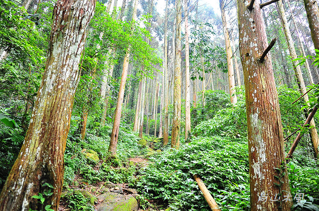 五指山橫向步道（一）