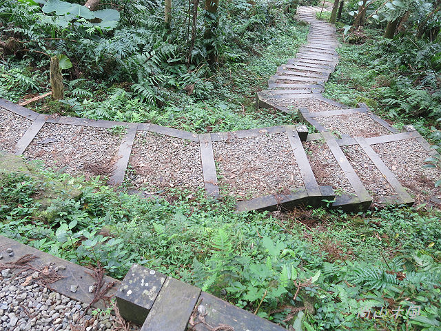 五指山橫向步道（二）