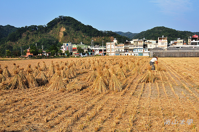 花現芎林──波斯菊爭妍百日草（二）