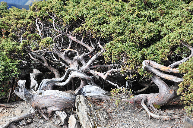 合歡山（14）合歡東峰