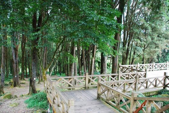 賞櫻到阿里山（三）漫晃在奮起湖