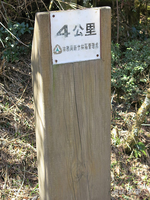 觀霧（6）檜山巨木群步道之一