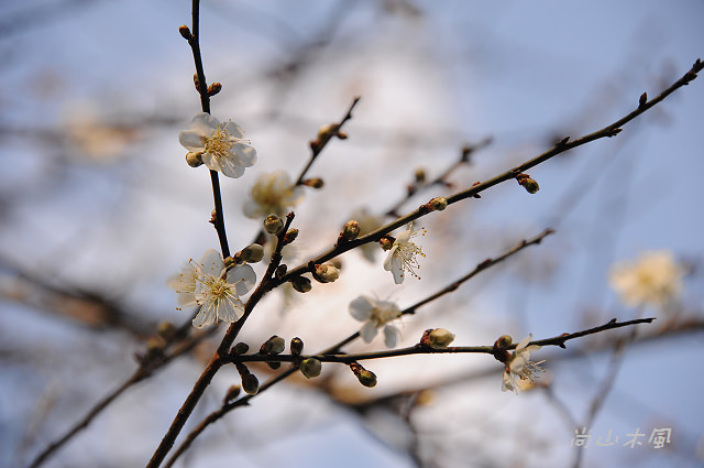 六號花園