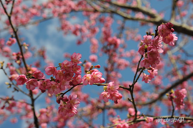 六號花園
