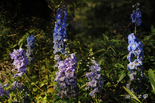 六號花園