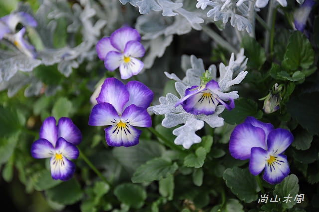 六號花園