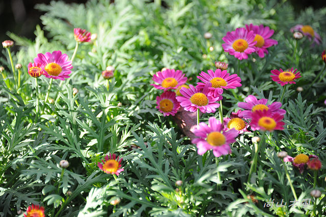 六號花園
