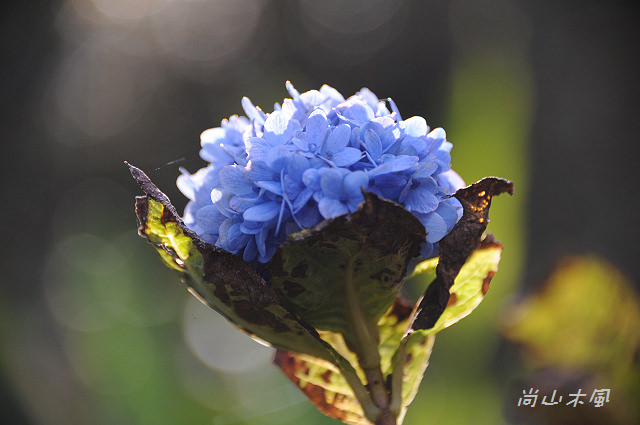 六號花園