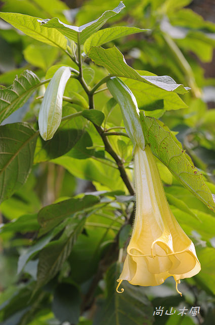 六號花園