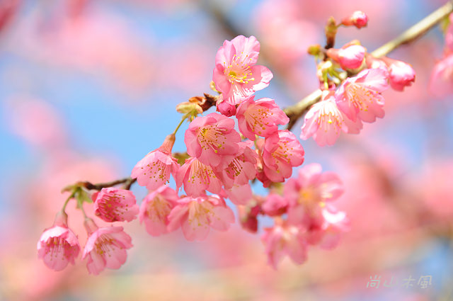 六號花園