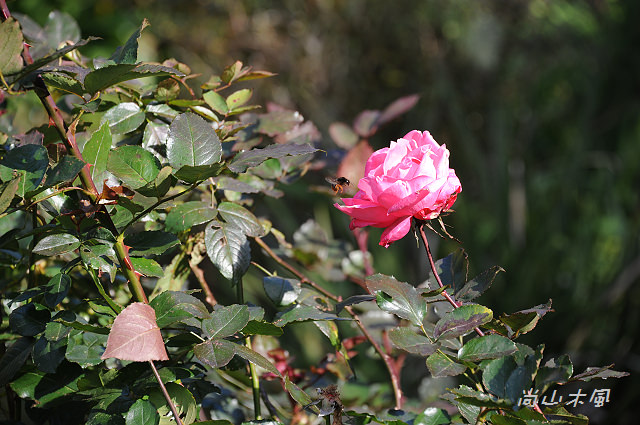 六號花園
