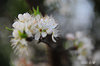 DSC_5333.jpg