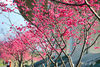DSC_5237.jpg