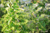DSC_5298.jpg