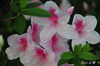 DSC_5336.jpg