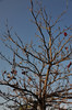 DSC_5271.jpg