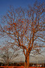DSC_5307.jpg