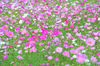 AAA_3956.jpg