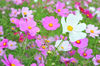 AAA_3948.jpg