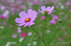AAA_3955.jpg