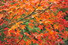 AAA_4031.jpg